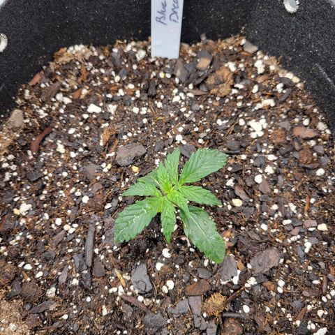 Blue Dream auto #2 (ILGM) growlog photo: Most likely root damage.