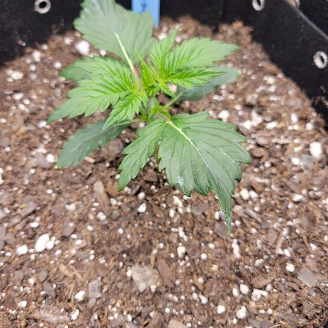 Blueberry Auto (ILGM) growlog timeline photo