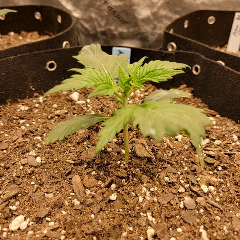 Blueberry Auto (ILGM) growlog timeline photo