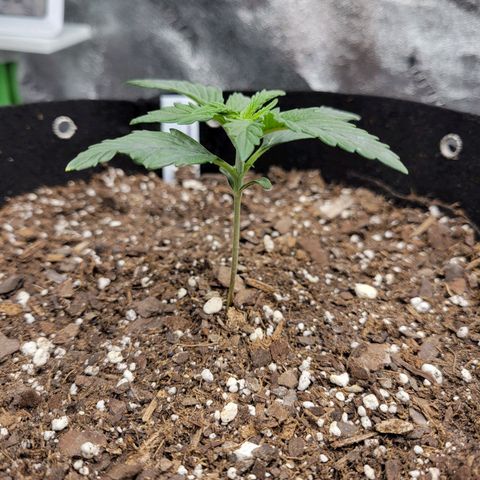 Blue Dream Auto #1 (ILGM) growlog timeline photo