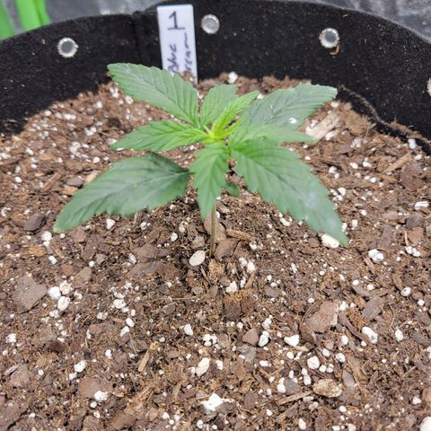 Blue Dream Auto #1 (ILGM) growlog timeline photo