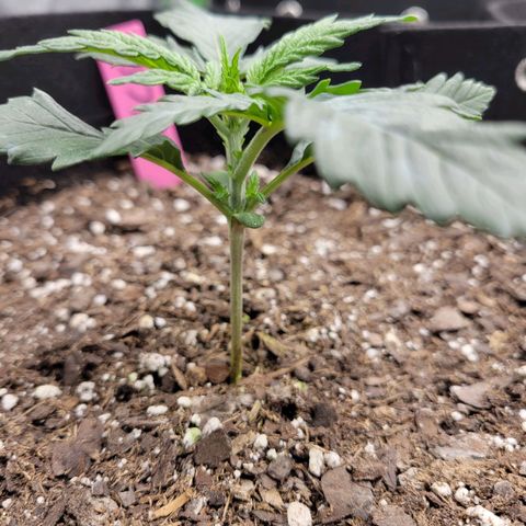 Girl Scout Cookies Extreme auto #1 (ILGM) growlog timeline photo