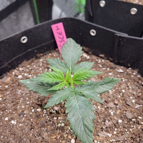 Girl Scout Cookies Extreme auto #1 (ILGM) growlog timeline photo