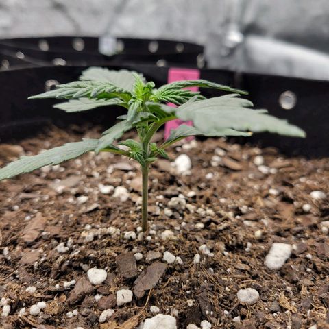 Girl Scout Cookies Extreme auto #2 (ILGM) growlog timeline photo