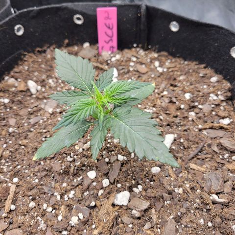 Girl Scout Cookies Extreme auto #2 (ILGM) growlog timeline photo