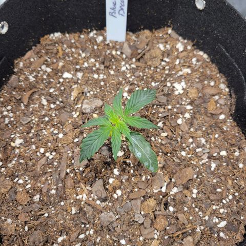 Blue Dream auto #2 (ILGM) growlog photo: Plant is still recovering from root damage.  