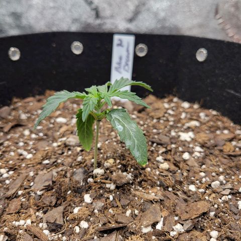 Blue Dream auto #2 (ILGM) growlog photo: Plant is still recovering from root damage.  