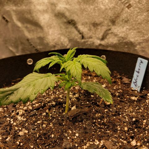 Blueberry Auto (ILGM) growlog photo: No new deformities 