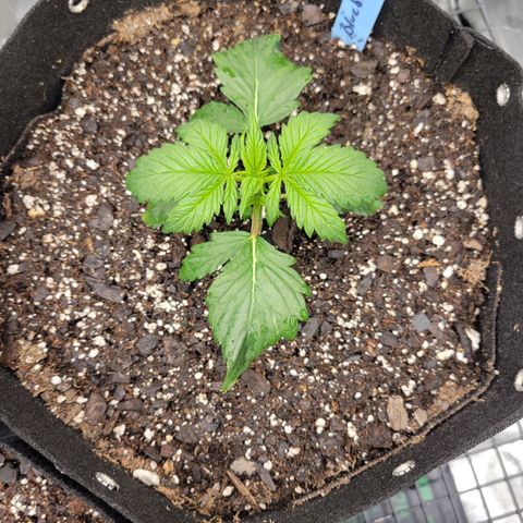 Blueberry Auto (ILGM) growlog photo: No new deformities 