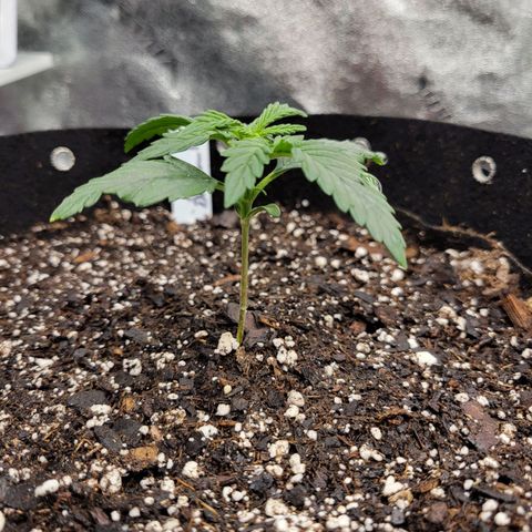 Blue Dream Auto #1 (ILGM) growlog timeline photo