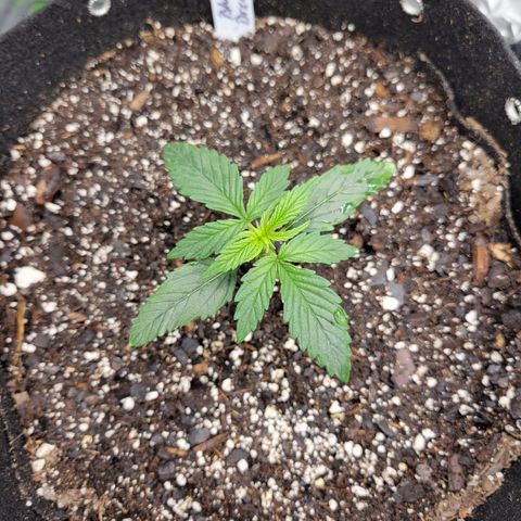 Blue Dream Auto #1 (ILGM) growlog timeline photo