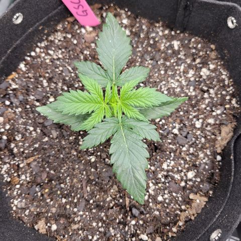Girl Scout Cookies Extreme auto #1 (ILGM) growlog timeline photo