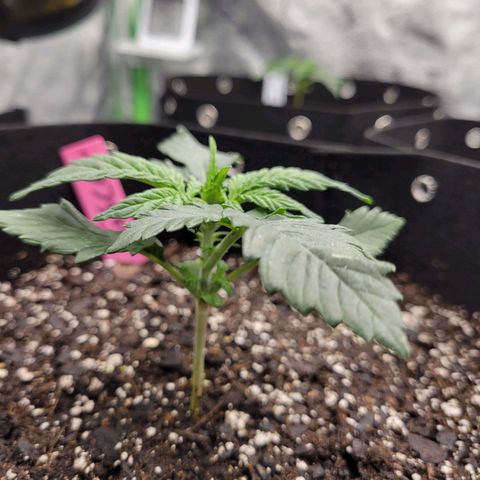 Girl Scout Cookies Extreme auto #1 (ILGM) growlog timeline photo