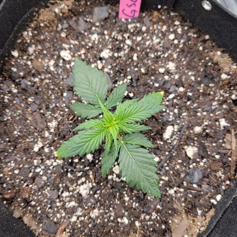 Girl Scout Cookies Extreme auto #2 (ILGM) growlog timeline photo