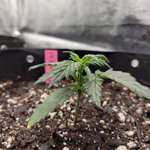 Girl Scout Cookies Extreme auto #2 (ILGM) growlog timeline photo