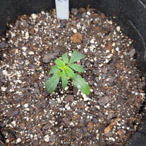 Blue Dream auto #2 (ILGM) growlog timeline photo