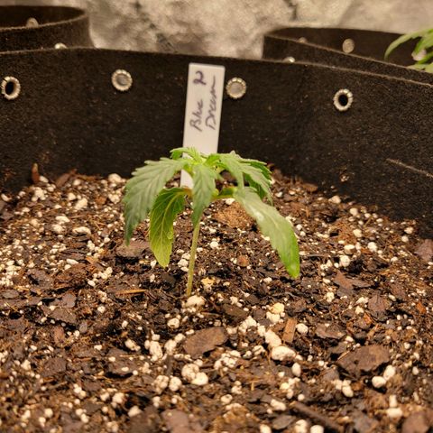 Blue Dream auto #2 (ILGM) growlog timeline photo