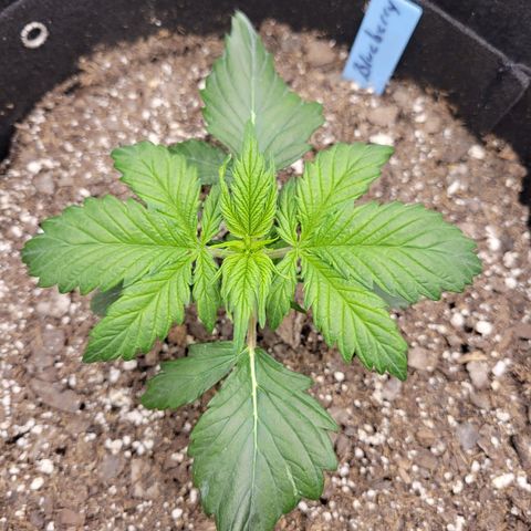 Blueberry Auto (ILGM) growlog timeline photo