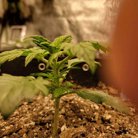 Blueberry Auto (ILGM) growlog timeline photo