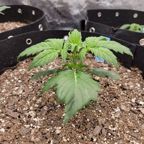 Blueberry Auto (ILGM) growlog timeline photo