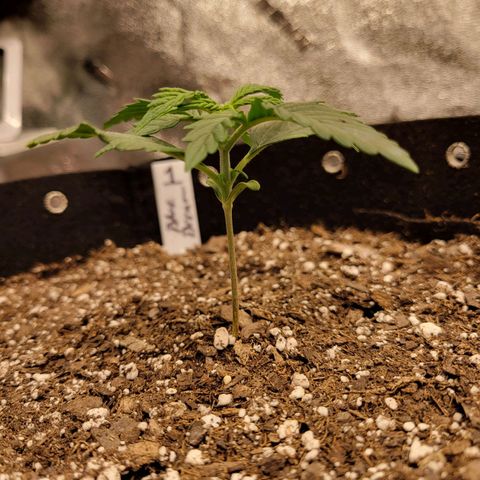 Blue Dream Auto #1 (ILGM) growlog timeline photo
