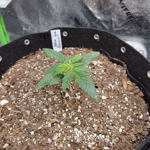 Blue Dream Auto #1 (ILGM) growlog timeline photo