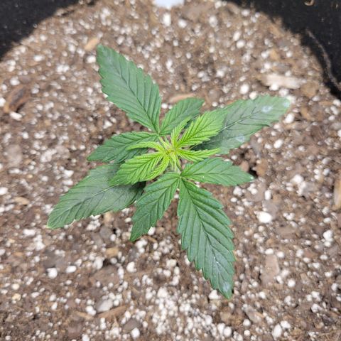 Blue Dream Auto #1 (ILGM) growlog timeline photo