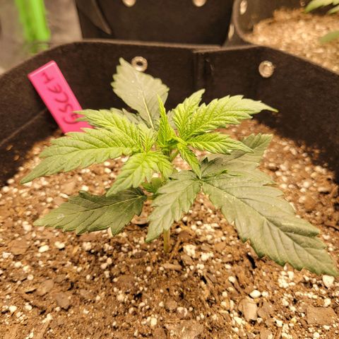 Girl Scout Cookies Extreme auto #1 (ILGM) growlog timeline photo