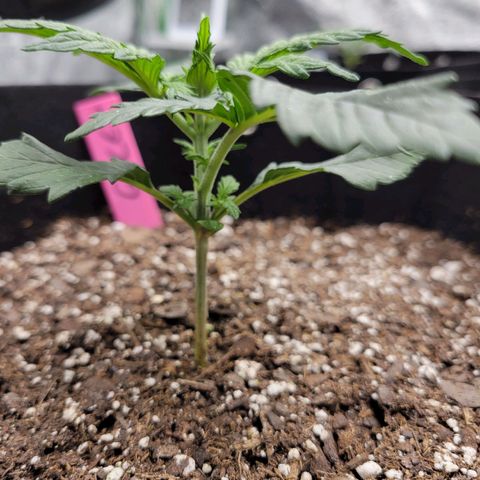 Girl Scout Cookies Extreme auto #1 (ILGM) growlog timeline photo