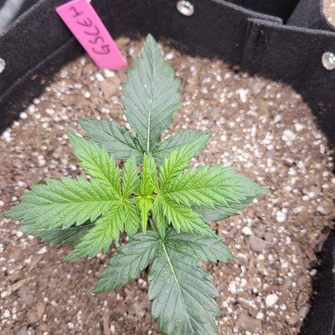 Girl Scout Cookies Extreme auto #1 (ILGM) growlog timeline photo