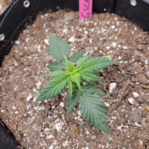 Girl Scout Cookies Extreme auto #2 (ILGM) growlog timeline photo