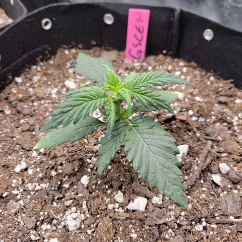 Girl Scout Cookies Extreme auto #2 (ILGM) growlog timeline photo