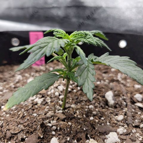 Girl Scout Cookies Extreme auto #2 (ILGM) growlog timeline photo