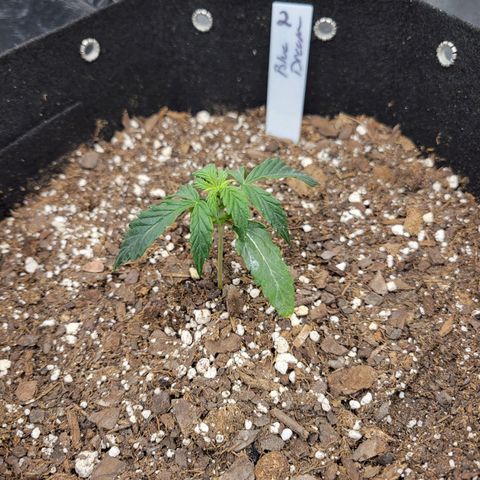 Blue Dream auto #2 (ILGM) growlog photo: (Scratches head..)