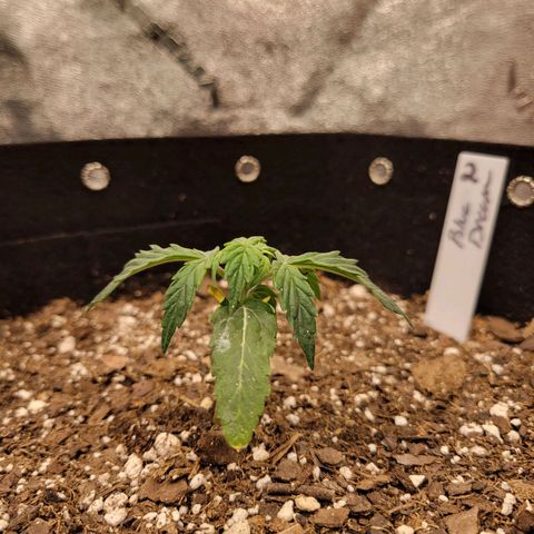 Blue Dream auto #2 (ILGM) growlog photo: (Scratches head..)