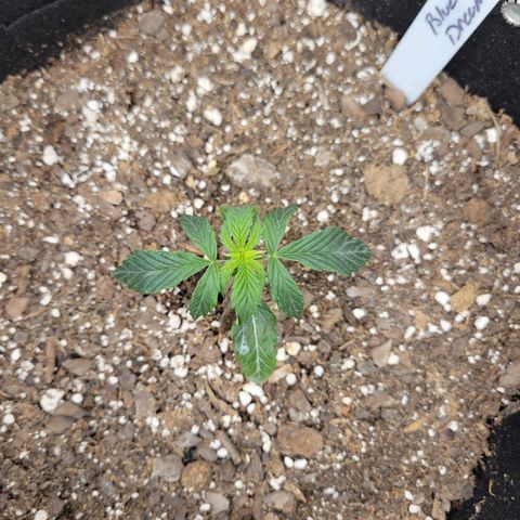 Blue Dream auto #2 (ILGM) growlog photo: (Scratches head..)