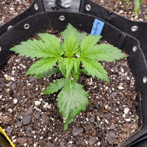 Blueberry Auto (ILGM) growlog timeline photo