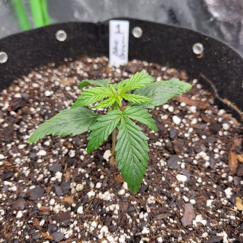 Blue Dream Auto #1 (ILGM) growlog timeline photo