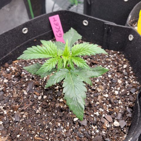 Girl Scout Cookies Extreme auto #1 (ILGM) growlog timeline photo
