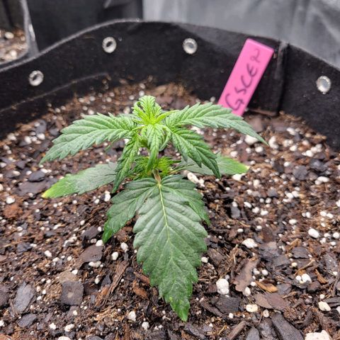 Girl Scout Cookies Extreme auto #2 (ILGM) growlog timeline photo