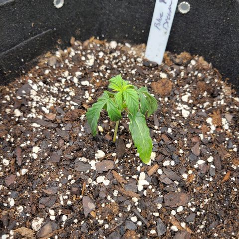 Blue Dream auto #2 (ILGM) growlog timeline photo