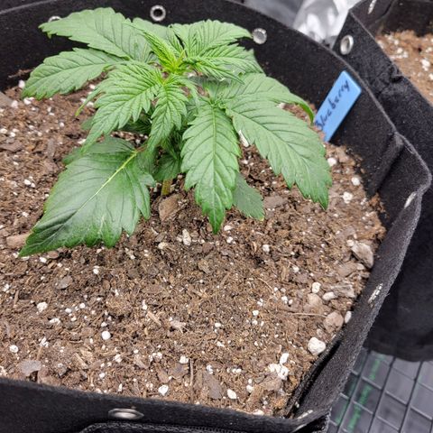 Blueberry Auto (ILGM) growlog timeline photo