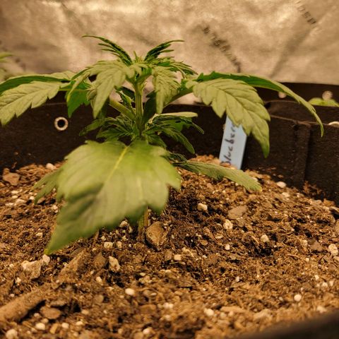 Blueberry Auto (ILGM) growlog timeline photo