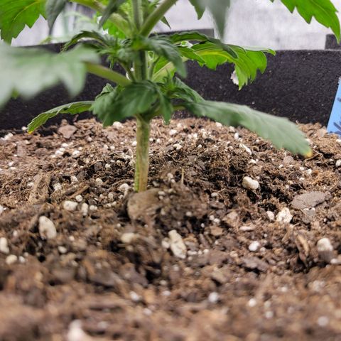 Blueberry Auto (ILGM) growlog timeline photo