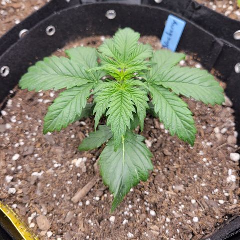 Blueberry Auto (ILGM) growlog timeline photo