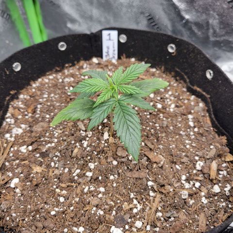 Blue Dream Auto #1 (ILGM) growlog timeline photo
