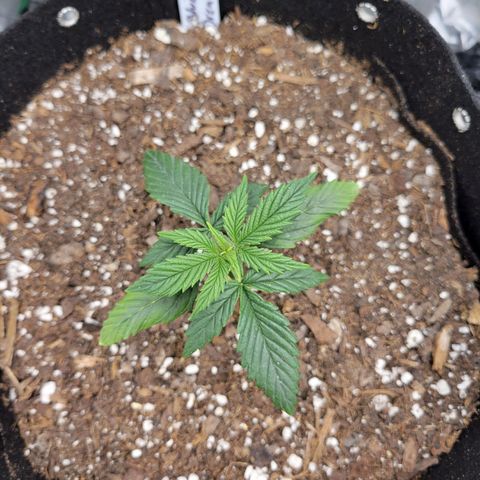 Blue Dream Auto #1 (ILGM) growlog timeline photo