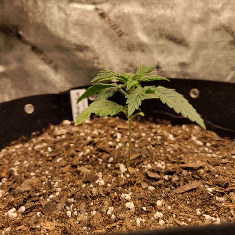 Blue Dream Auto #1 (ILGM) growlog timeline photo