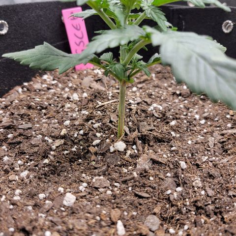 Girl Scout Cookies Extreme auto #1 (ILGM) growlog timeline photo