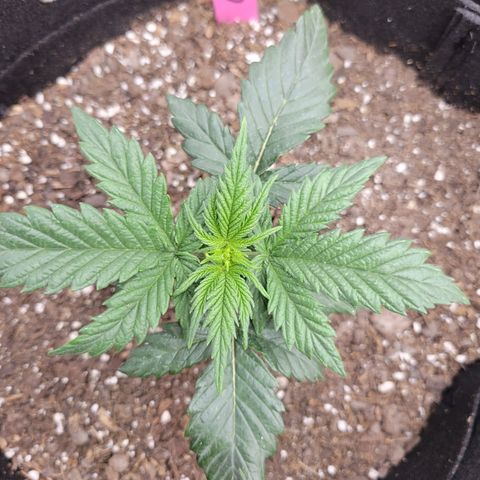 Girl Scout Cookies Extreme auto #1 (ILGM) growlog timeline photo